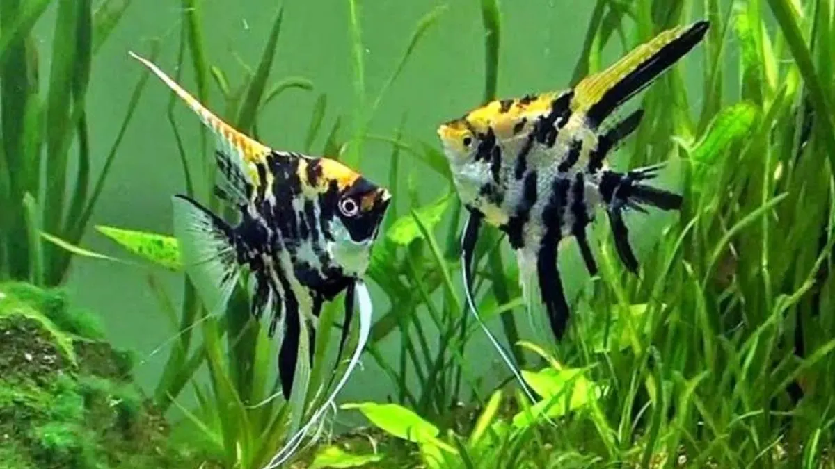 gambar-ikan-manfish-jenis-marmer Gambar jenis ikan manfish marmer