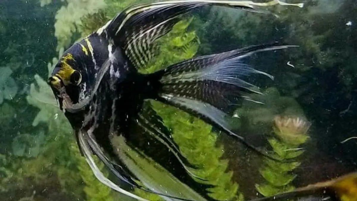 gambar-ikan-manfish-jenis-veiltail Ilustrasi ikan manfish marmer slayer.