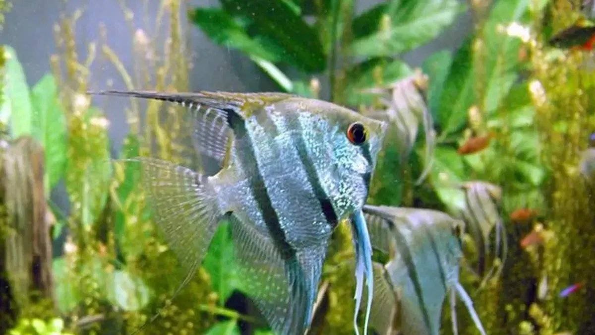 gambar-ikan-manfish-keren-di-akuarium Ilustrasi ikan manfish zebra cantik