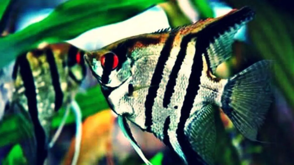 gambar-ikan-manfish-zebra-berenang Ilustrasi ikan manfish zebra.