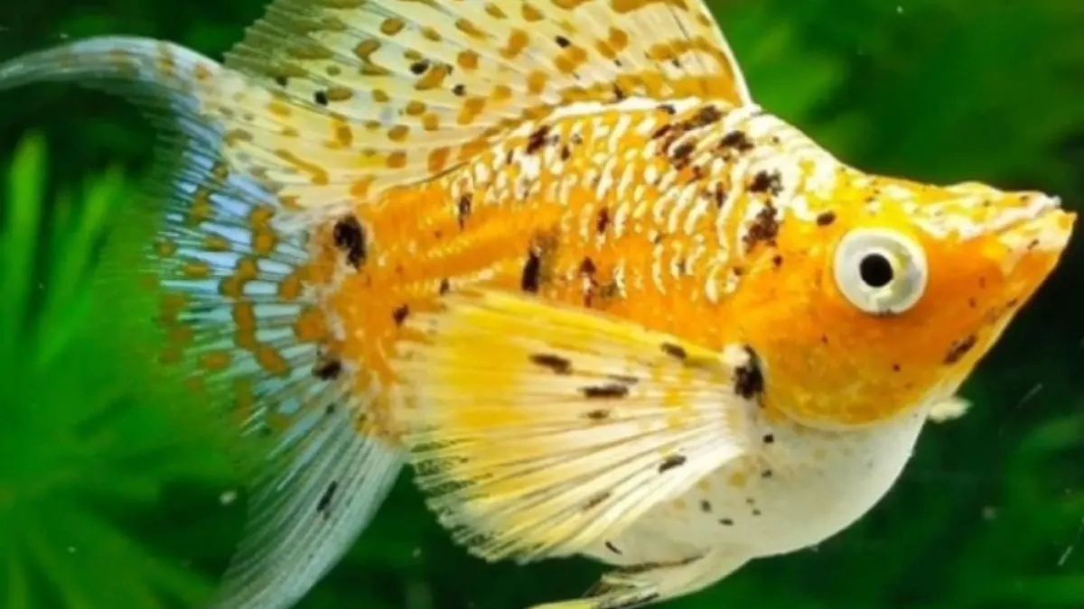 gambar-ikan-molly-balon-calico Gambar jenis ikan molly balon calico