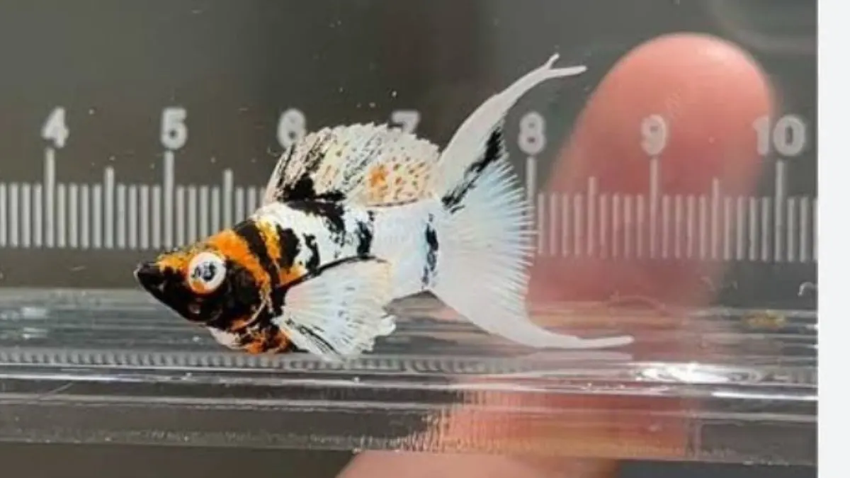 gambar-ikan-molly-balon-red-head Gambar jenis ikan molly balon red head