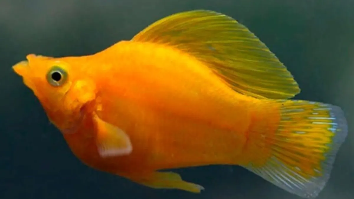 Gambar jenis ikan molly balon sunkist