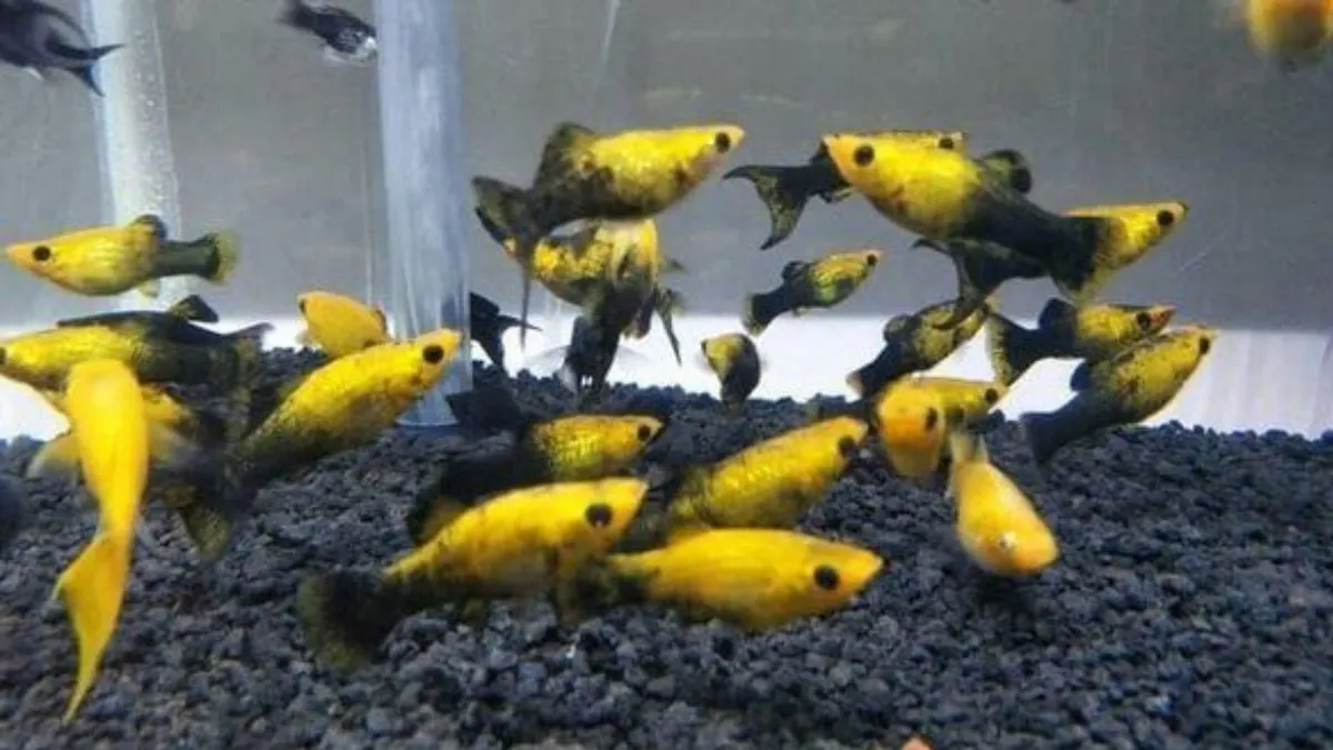 gambar-ikan-molly-golden-black Gambar jenis ikan molly golden black cawang
