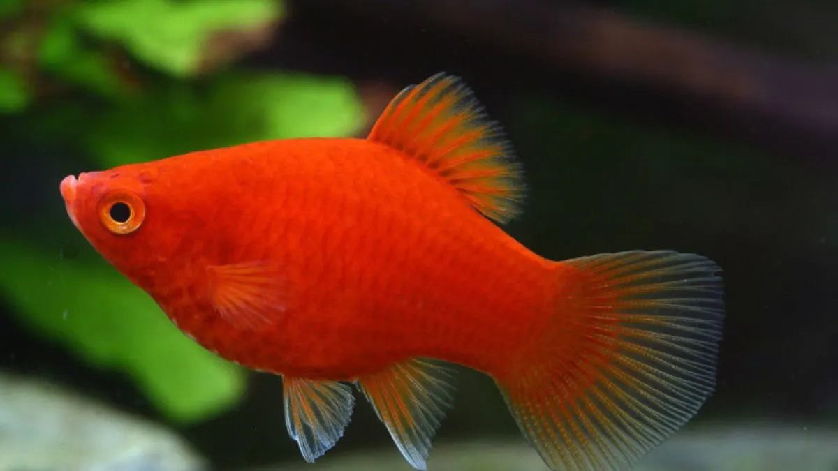 Ilustrasi jenis ikan platy coral