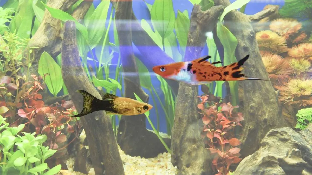 gambar-ikan-platy-dan-molly Ilustrasi ikan platy dan ikan molly di akuarium