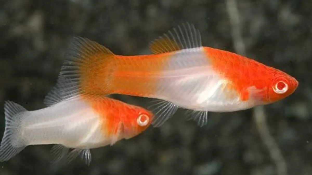 Ilustrasi jenis ikan platy kohaku