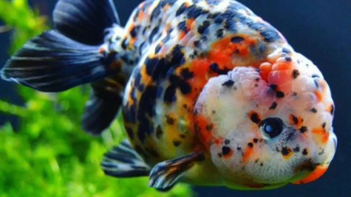 Ilustrasi gambar jenis ikan koki ranchu pancawarna