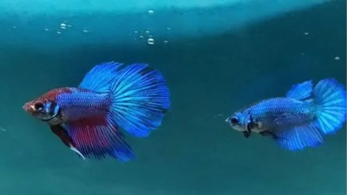 Ilustrasi indukan kan cupang