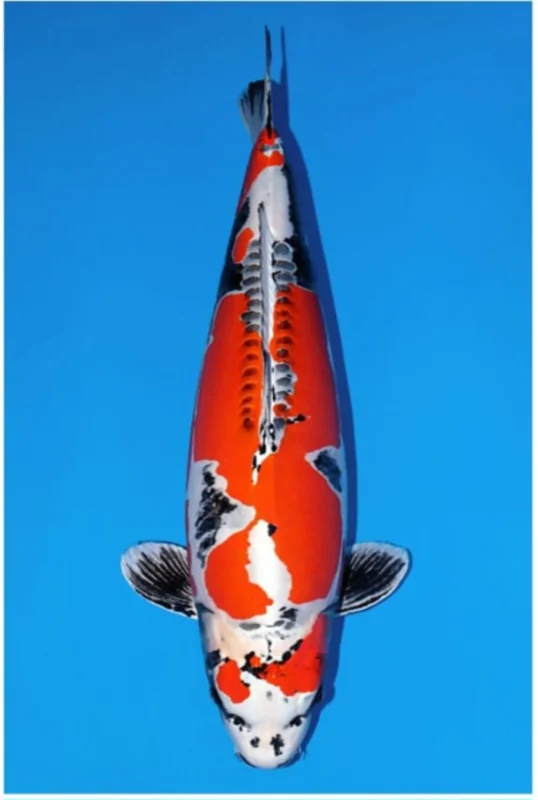 Gambar jenis ikan koi Hikari Moyomono