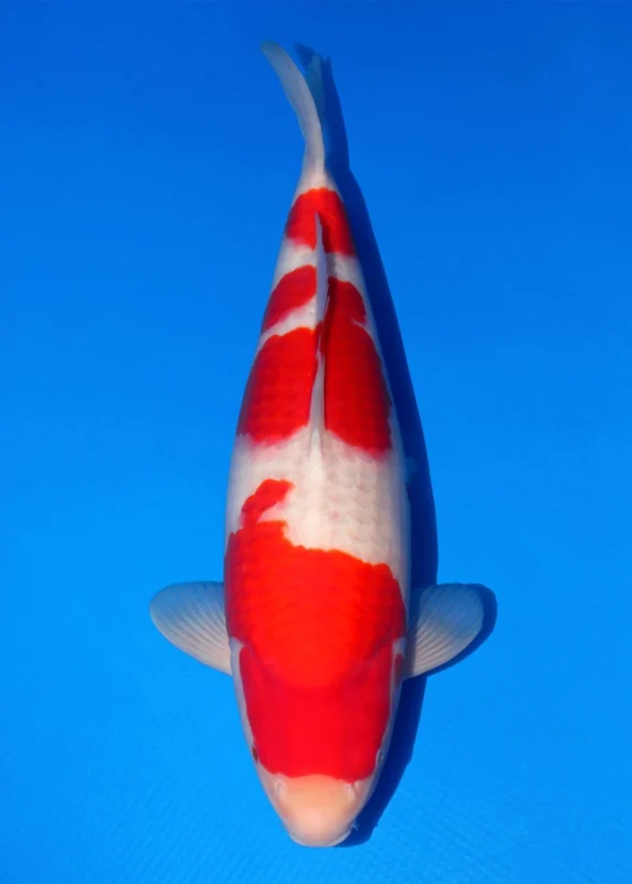 Gambar jenis ikan koi Kohaku pemenang kontes