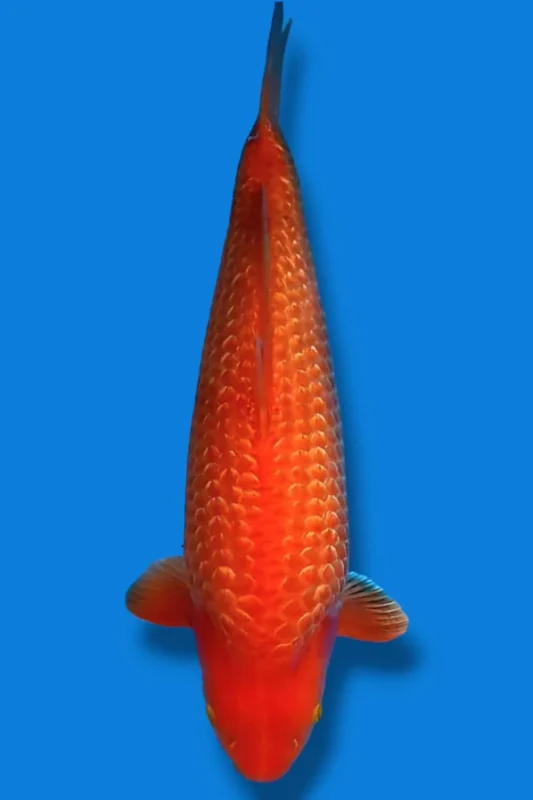 Ilustrasi gambar jenis ikan koi hikarimono kinginrin C