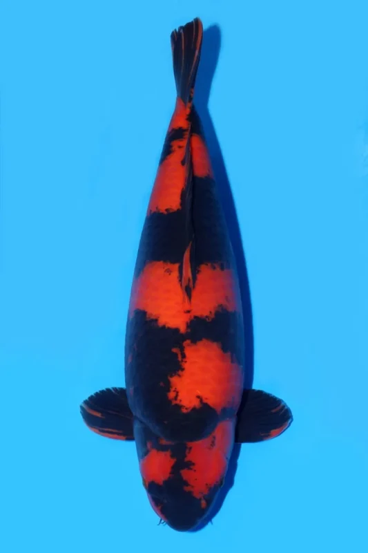 Ilustrasi jenis ikan koi ki-utsurimono juara kontes