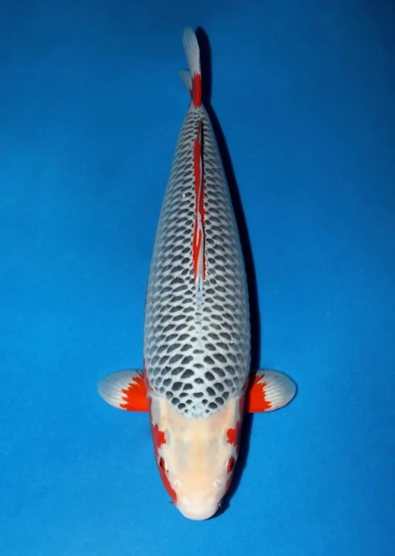 Ilustrasi jenis ikan koi asagi pemenang lomba