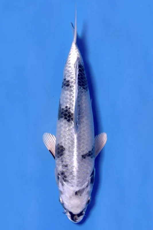 Gambar jenis ikan koi hikari utsurimono