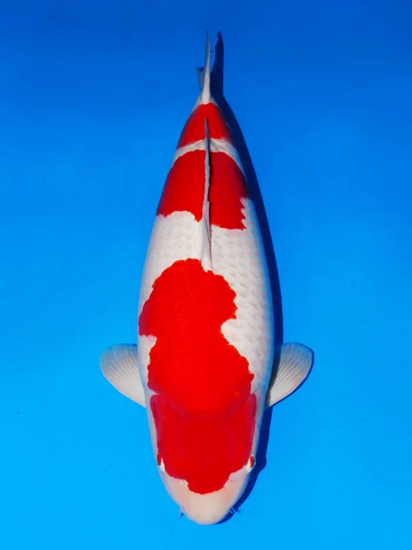 Ilustrasi gambar jenis ikan koi kohaku pemenang kontes