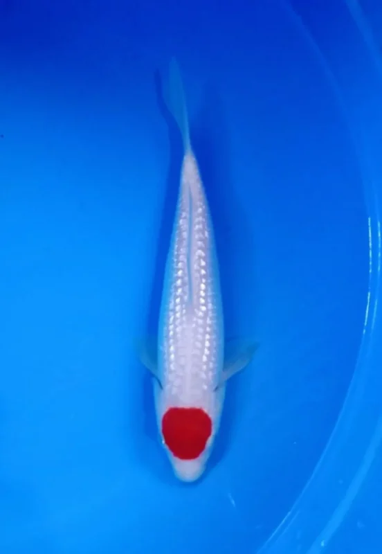 Ilustrasi gambar jenis ikan koi kohaku tancho