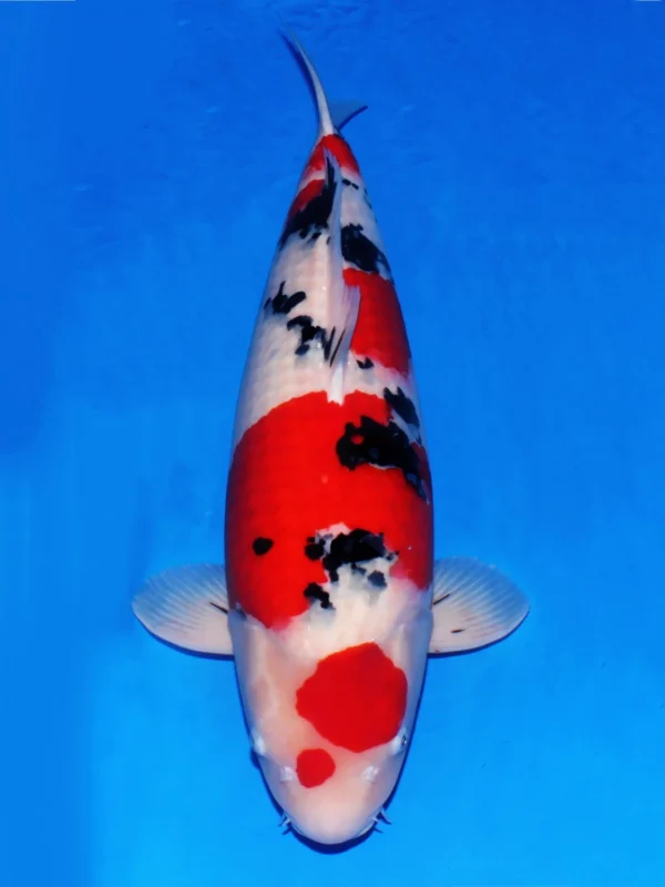 Ilustrasi gambar jenis ikan koi tashio sanke dewasa.