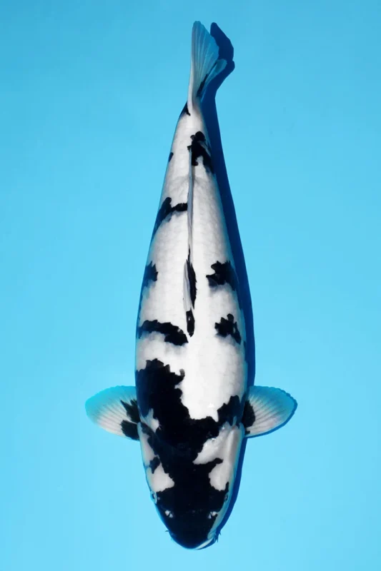 Gambar jenis ikan koi shiro utsuri