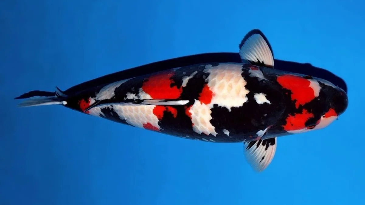 gambar-jenis-ikan-koi-showa-gosanke Ilustrasi gambar ikan koi jenis Showa.