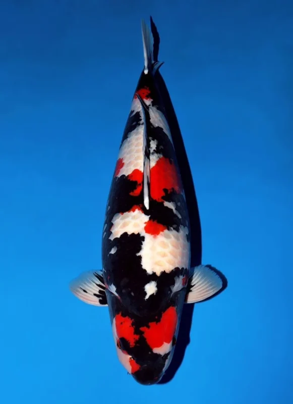 Ilustrasi gambar ikan koi jenis Showa.