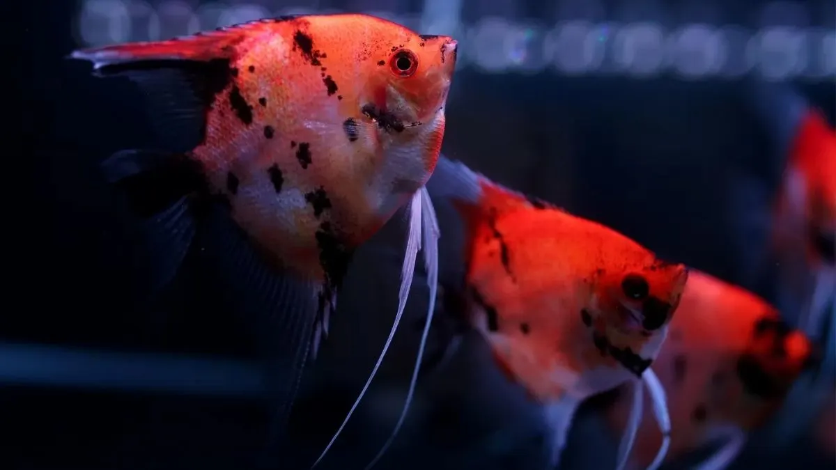 gambar-jenis-ikan-manfish-koi Ilustrasi jenis ikan manfish koi.