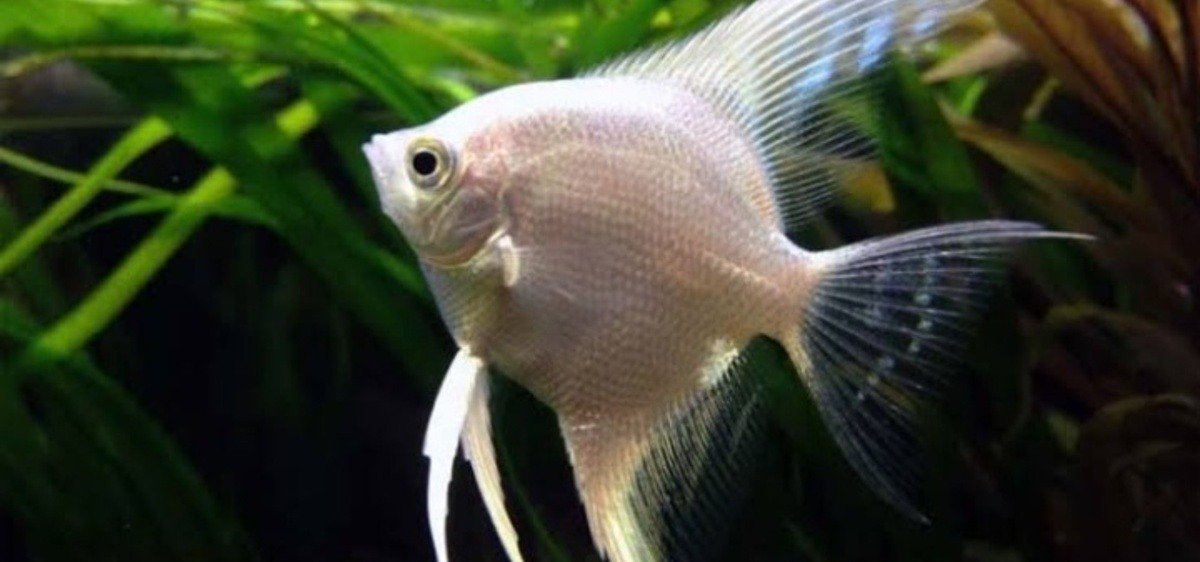 gambar-jenis-ikan-manfish-platinum Ilustrasi jenis ikan manfish platinum berenang