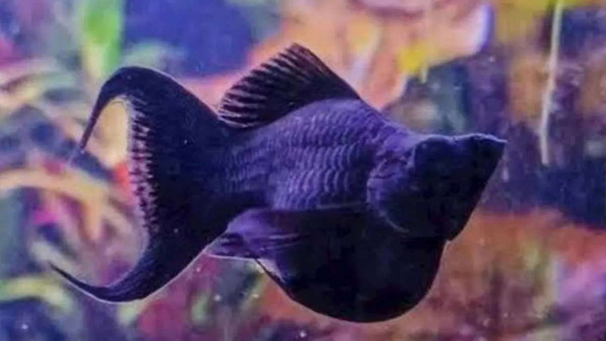 Gambar jenis ikan molly balon black