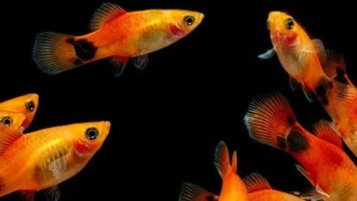 Ilustrasi jenis ikan platy mikey mouse