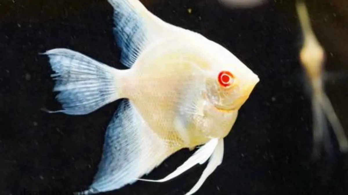 gambar-jenis-manfish-albino Gambar jenis ikan manfish albino yang ciri khasnya bermata warna merah