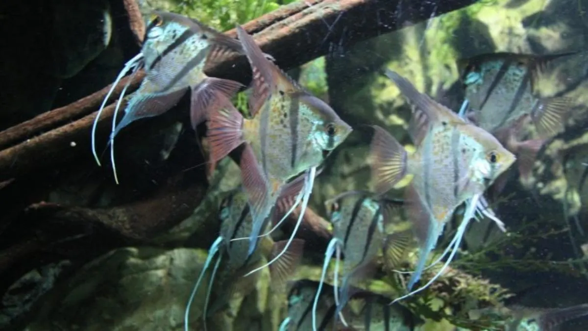 gambar-jenis-manfish-slayer Ilustrasi ikan manfish Veiltail.