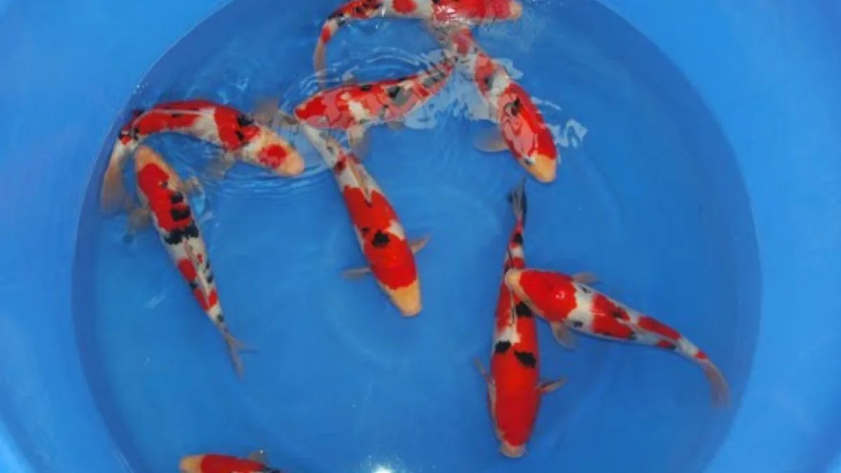 gambar-kan-koi-yang-dibudidayakan Ilustrasi ikan koi muda gosanke ada di bak kolam