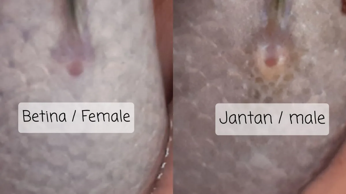 Gambar kelamin channa jantan dan betina