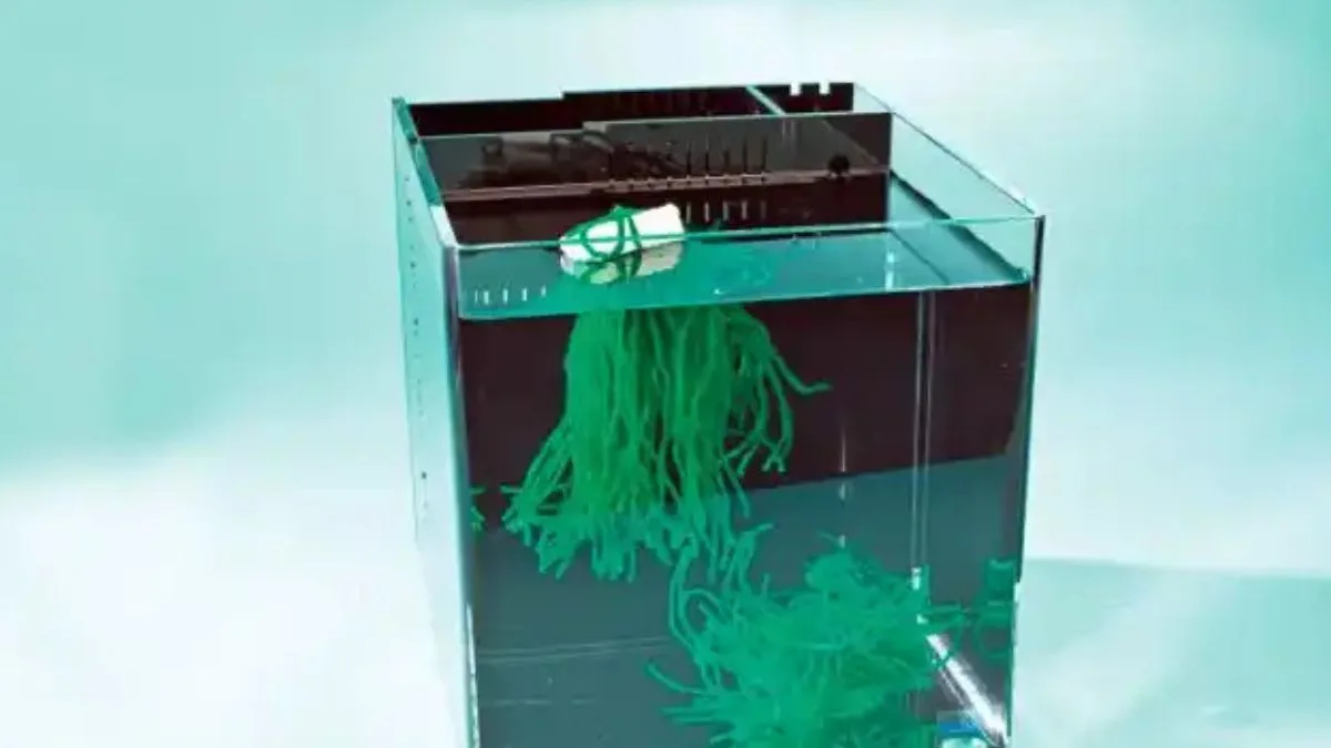 Ilustrasi gambar kolam pemijahan koki untuk artikel cara merawat ikan mas koki