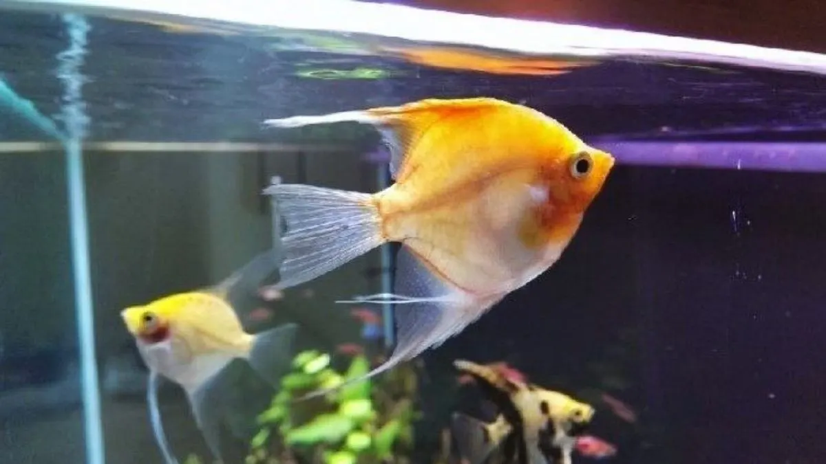 gambar-manfish-di-akuarium Ilustrasi jenis Manfish Gold Spade.