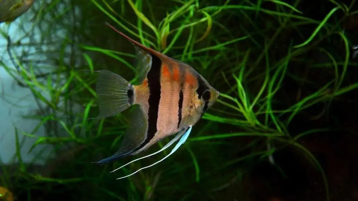 gambar-manfish-slayer Gambar jenis ikan manfish zebra