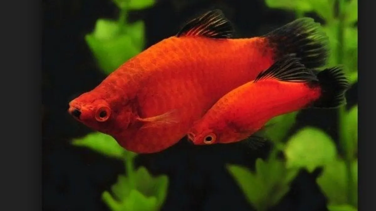 Ilustrasi pasangan ikan platy coral