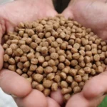 Ilustrasi pelet spesial untuk ikan channa transisi