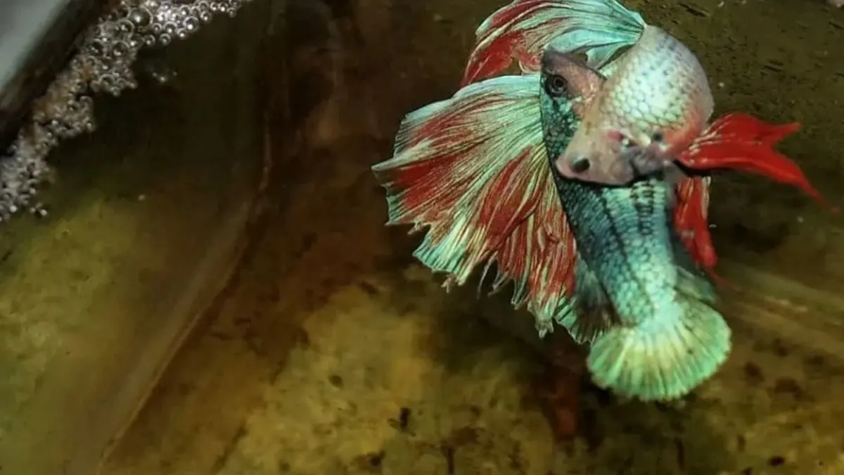 gambar-pemijahan-ikan-cupang-dalam-cara-budidaya-ikan-cupang Ilustrasi gambar pemijahan ikan cupang