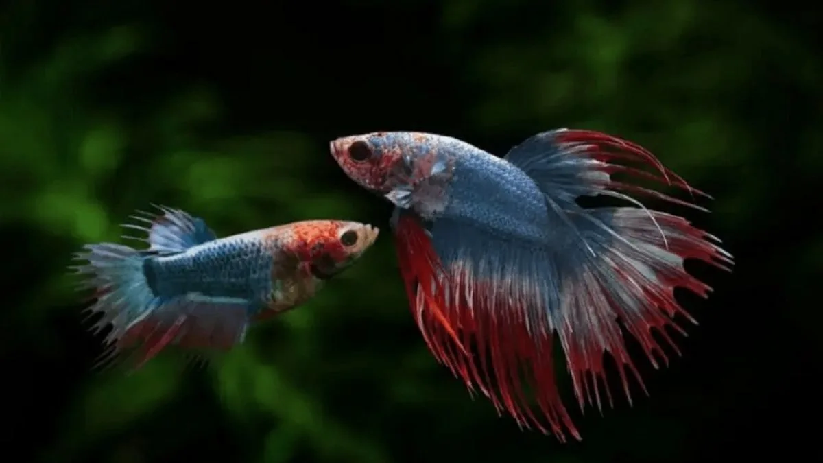 gambar-perbedaan-cupang-jantan-dan-betina Ilustrasi ikan cupang jantan dan betina