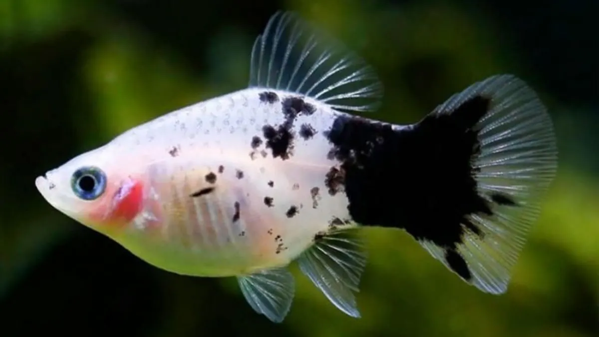 Ilustrasi gambar ikan platy panda