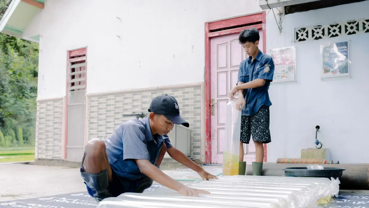 gambar-proses-packing-ikan-hias-di-plastik Ilsutrasi packing ikan dengan plastik jumbo yang aman