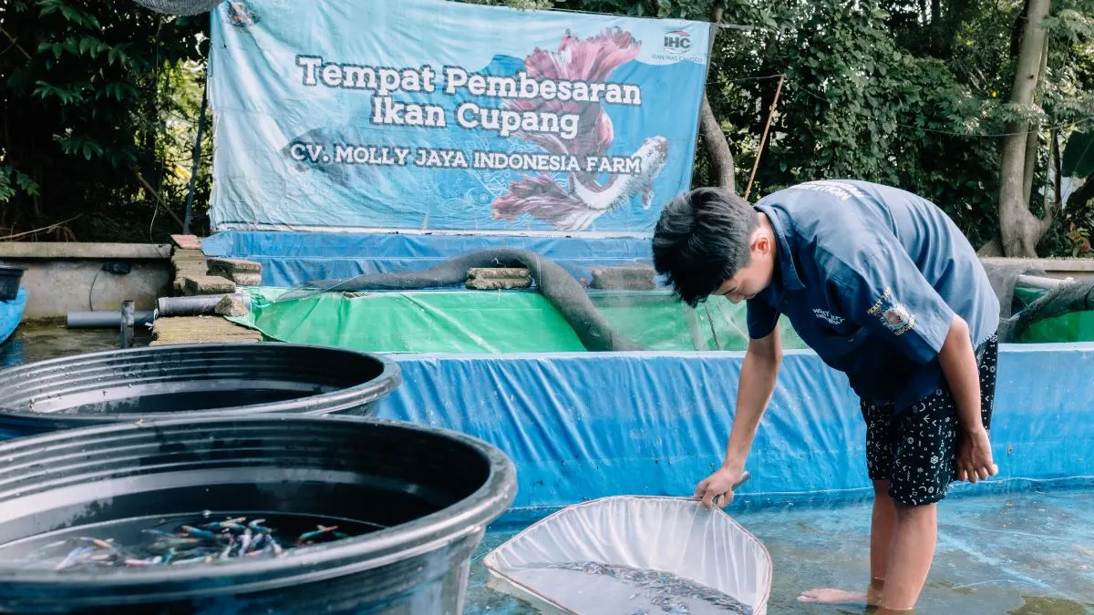 gambar-proses-panen-ikan-molly-jaya Ilustrasi proses panen ikan di pabrik budidaya ikan hias Molly Jaya