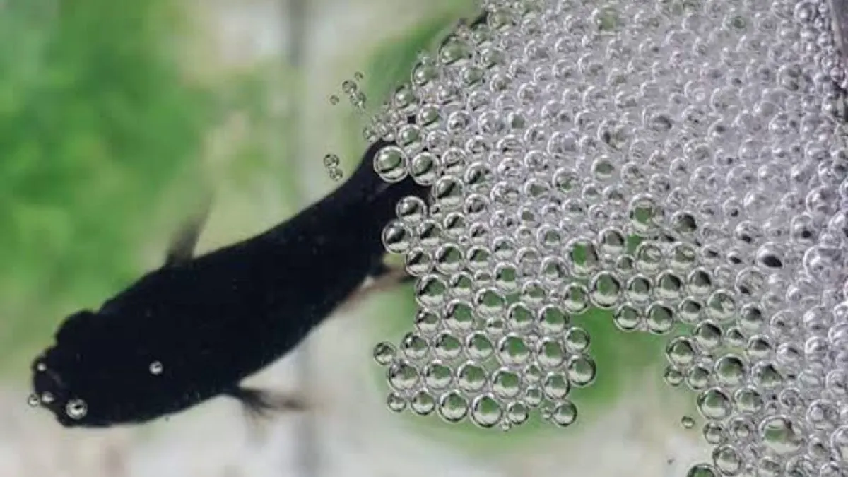 Ilustrasi induk jantan cupang merawat telur-telurnya