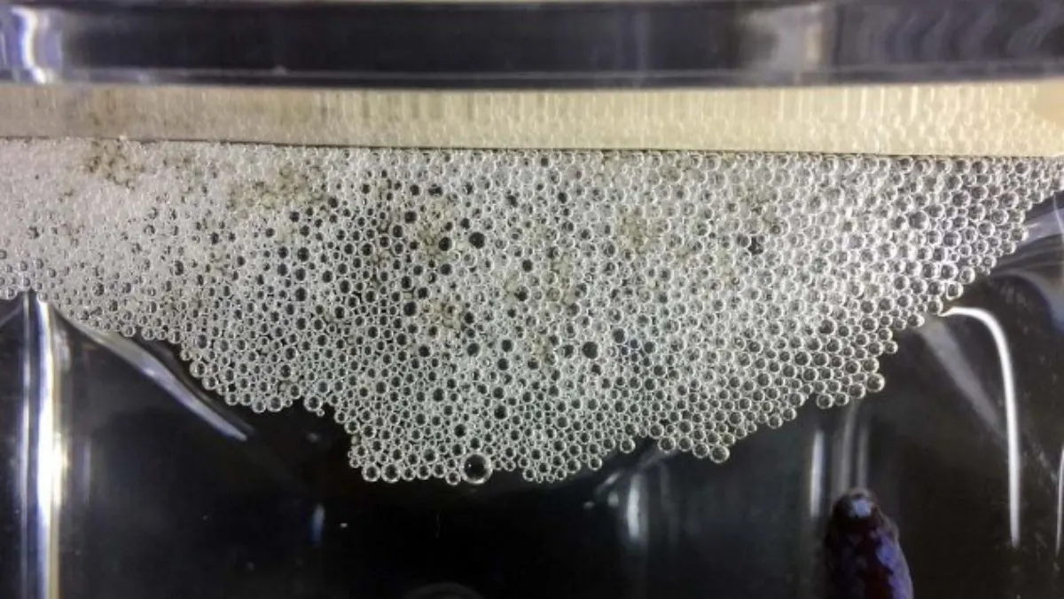 Gambar sarang buih telur dari menyilangkan ikan cupang
