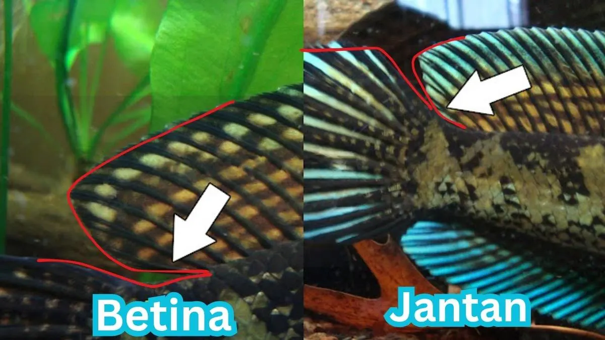 Gambar perbedaan channa jantan dan betina dari sirip belakang