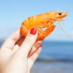 ILustrasi udang untuk pakan channa