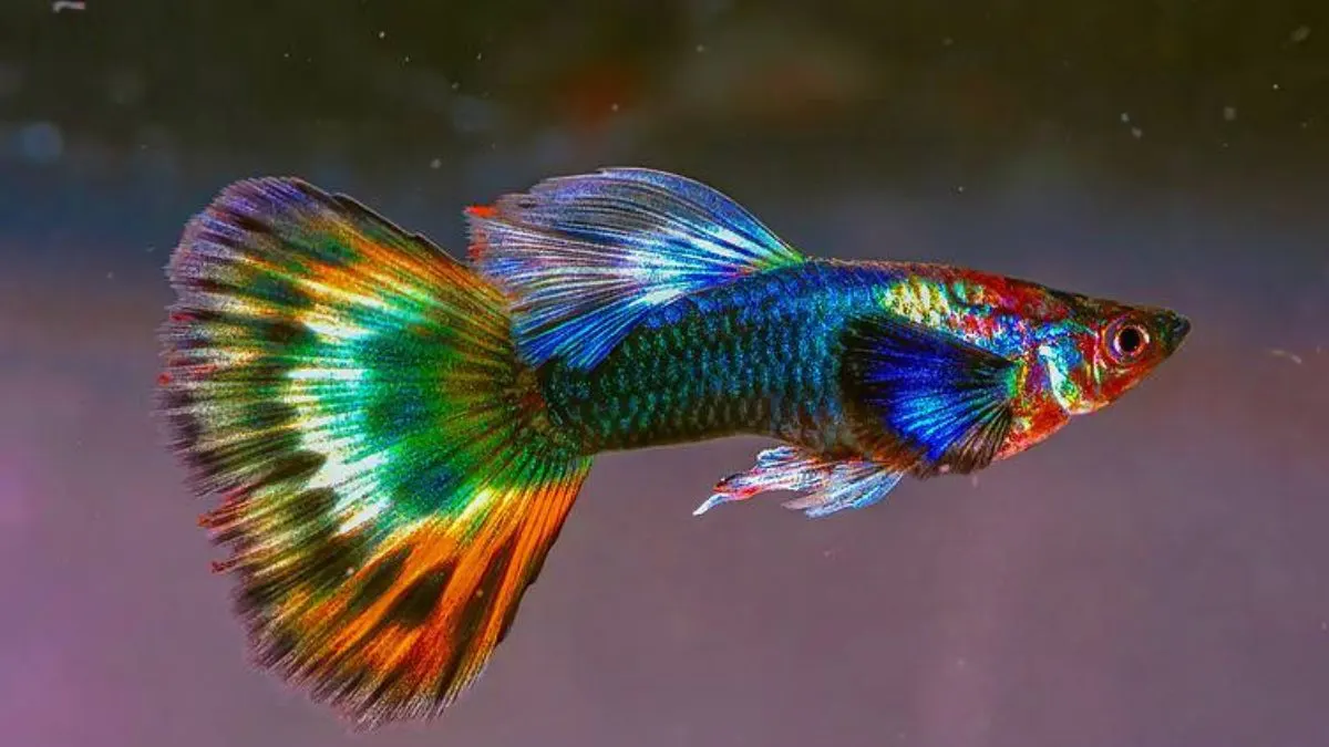 Ilustrasi jenis ikan guppy fantail atau fancy tail