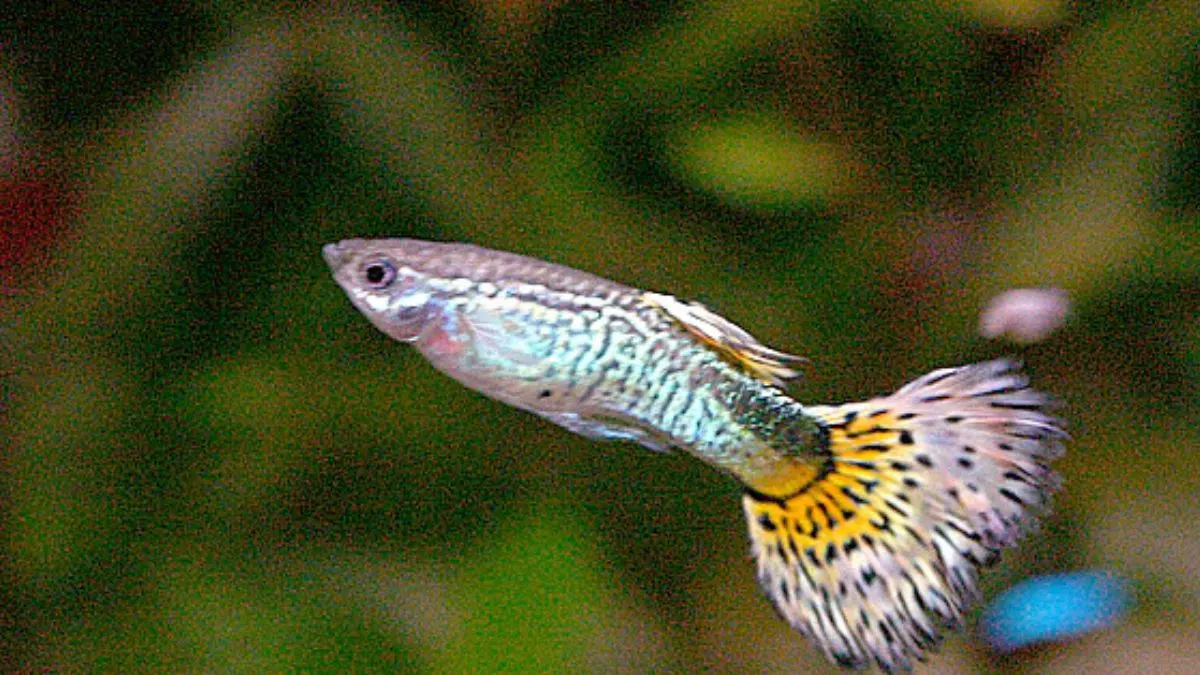Ilustrasi jenis ikan guppy fantail