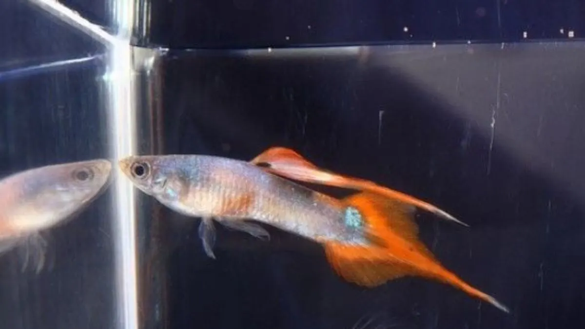 Ilustrasi gambar jenis ikan guppy pintail